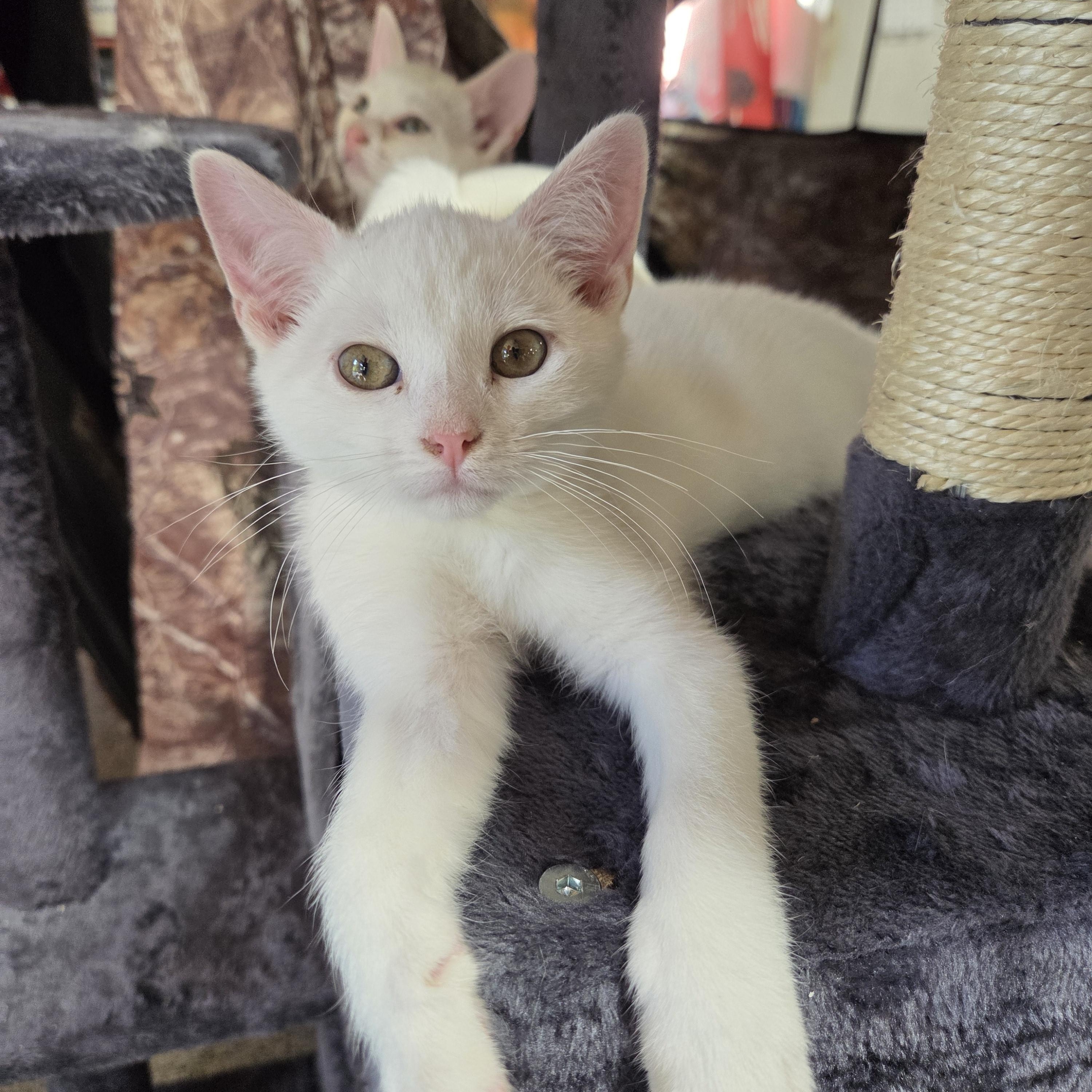 Enlarge Cloud, a Adoptable Domestic Medium Hair in Columbia, MO image 1/6