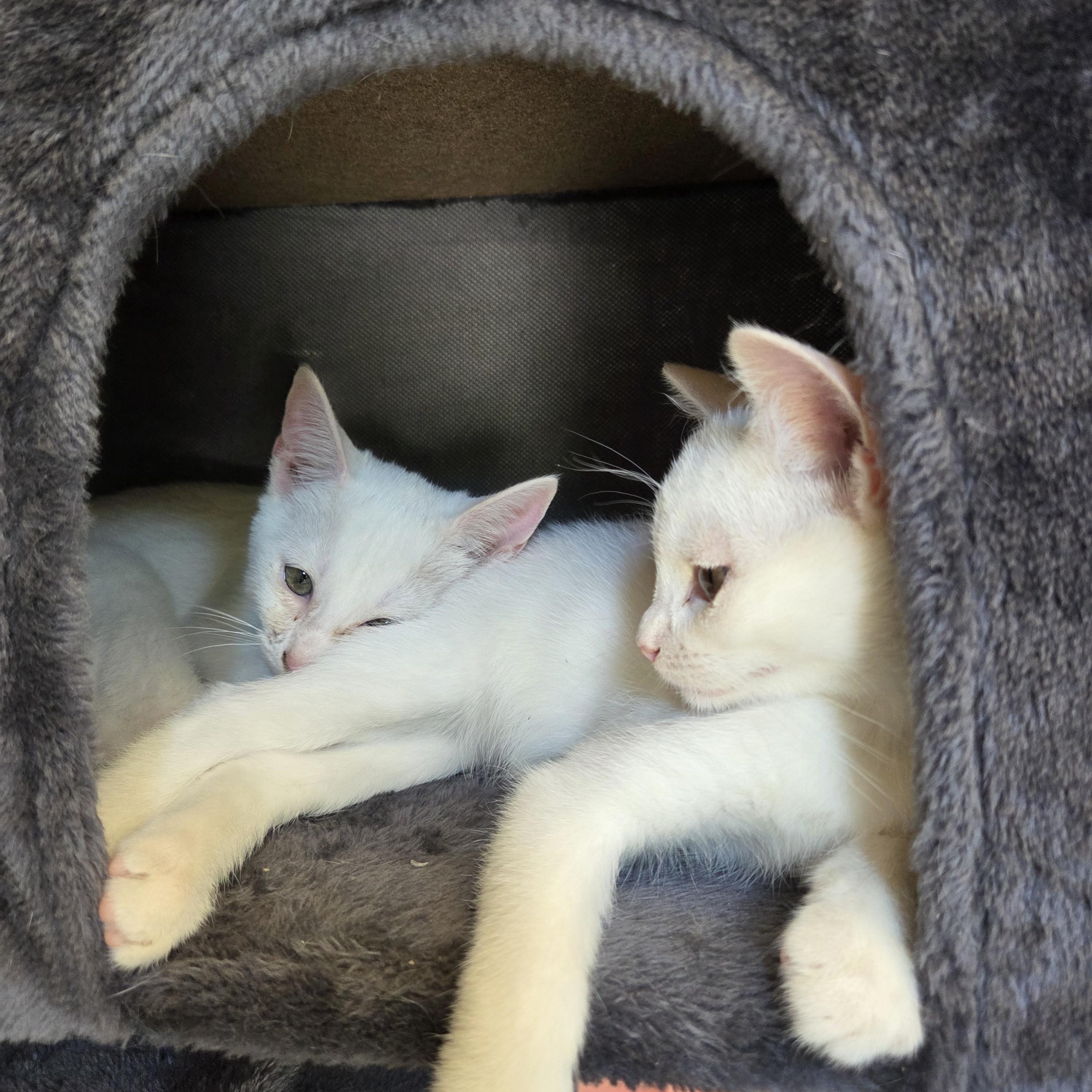 Enlarge Cloud, a Adoptable Domestic Medium Hair in Columbia, MO image 4/6