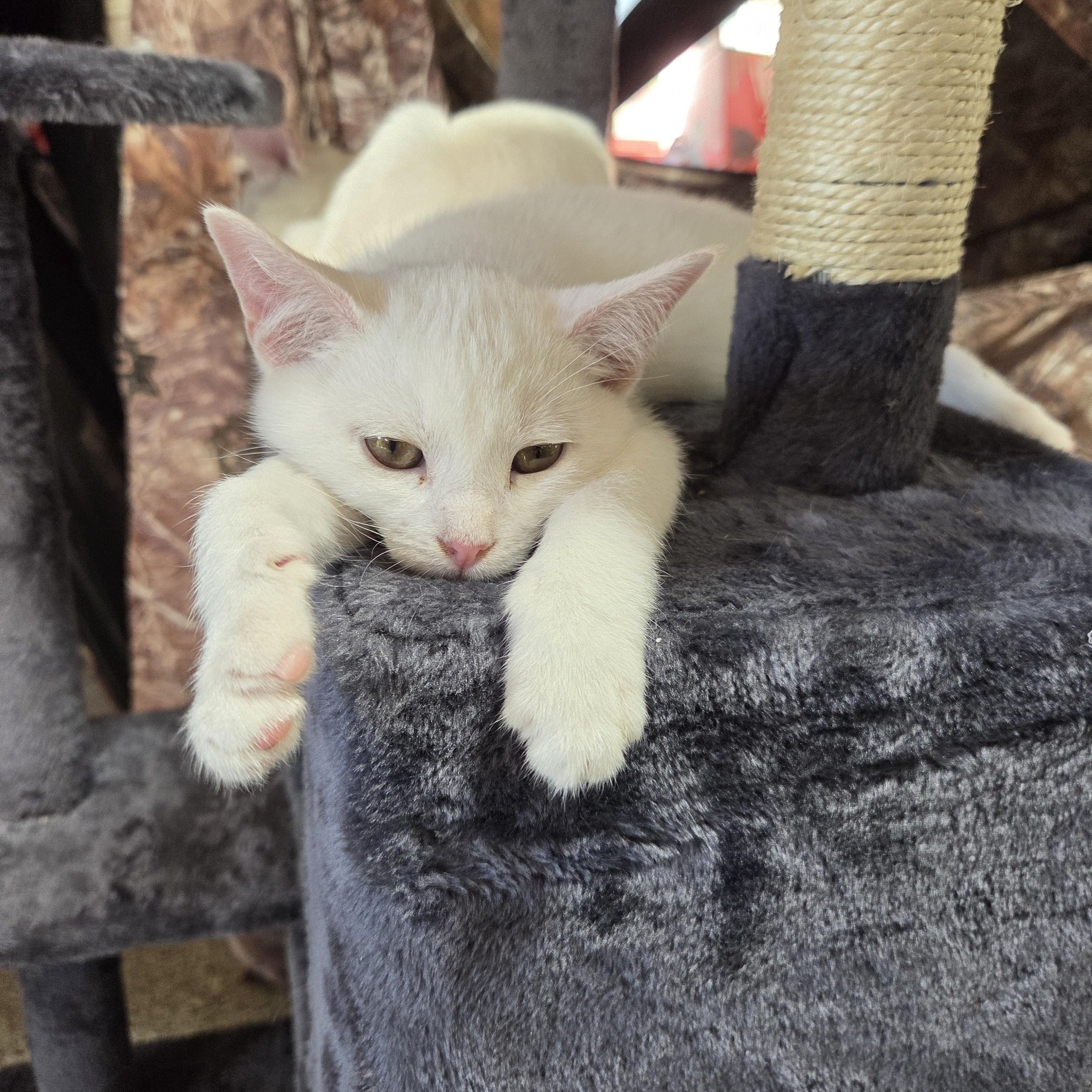 Enlarge Cloud, a Adoptable Domestic Medium Hair in Columbia, MO image 3/6