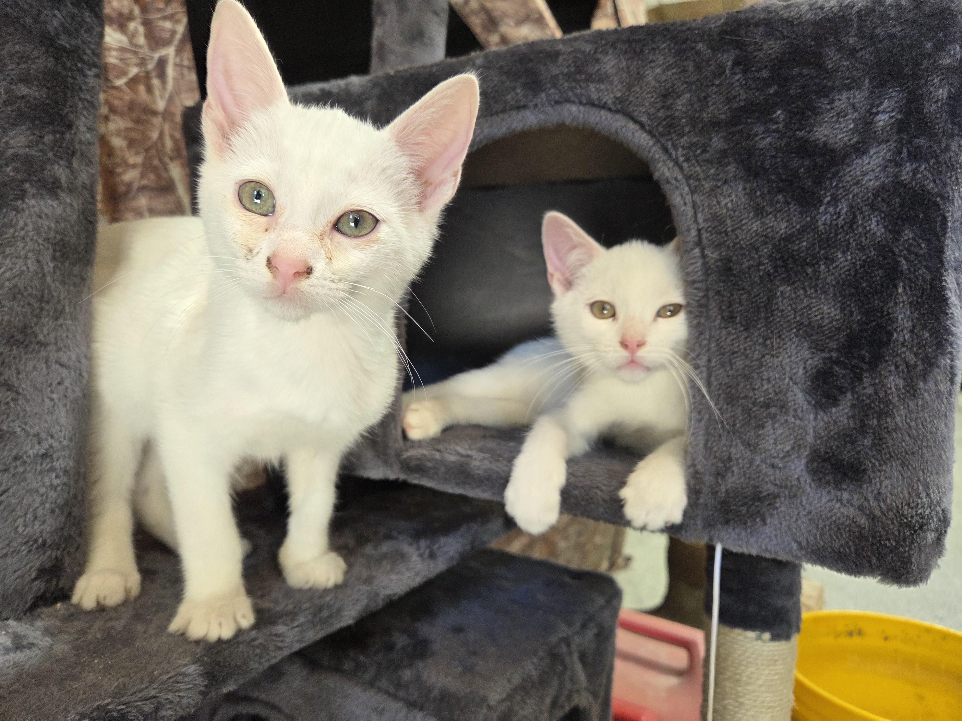 Enlarge Cloud, a Adoptable Domestic Medium Hair in Columbia, MO image 5/6