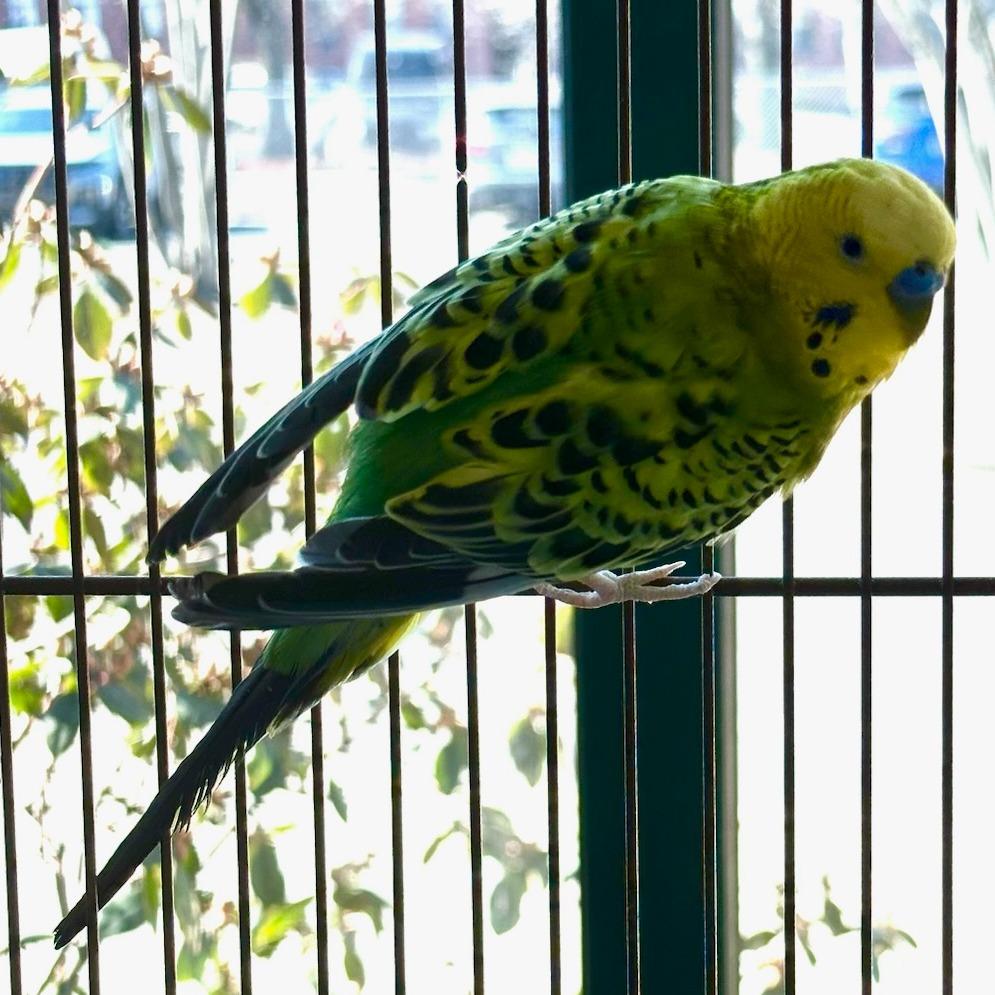 Enlarge Archie with Merlin-in foster 50% off, a Adoptable Parakeet (Other) in Springfield, MA image 1/2