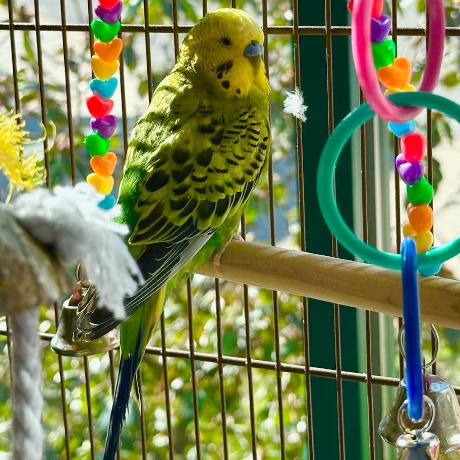 Enlarge Archie with Merlin-in foster 50% off, a Adoptable Parakeet (Other) in Springfield, MA image 2/2