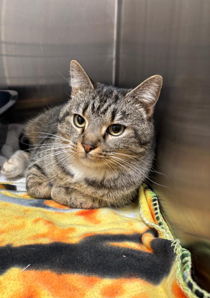 Enlarge Brad Kitt, an adopted Domestic Short Hair in Frankfort, KY image 1/1