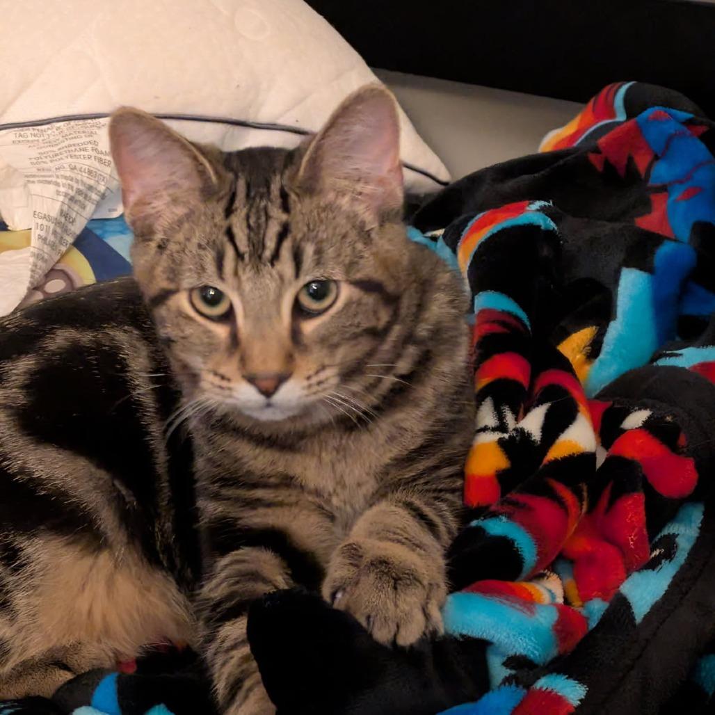 Jareth, Adoptable, Young Male Domestic Short Hair.