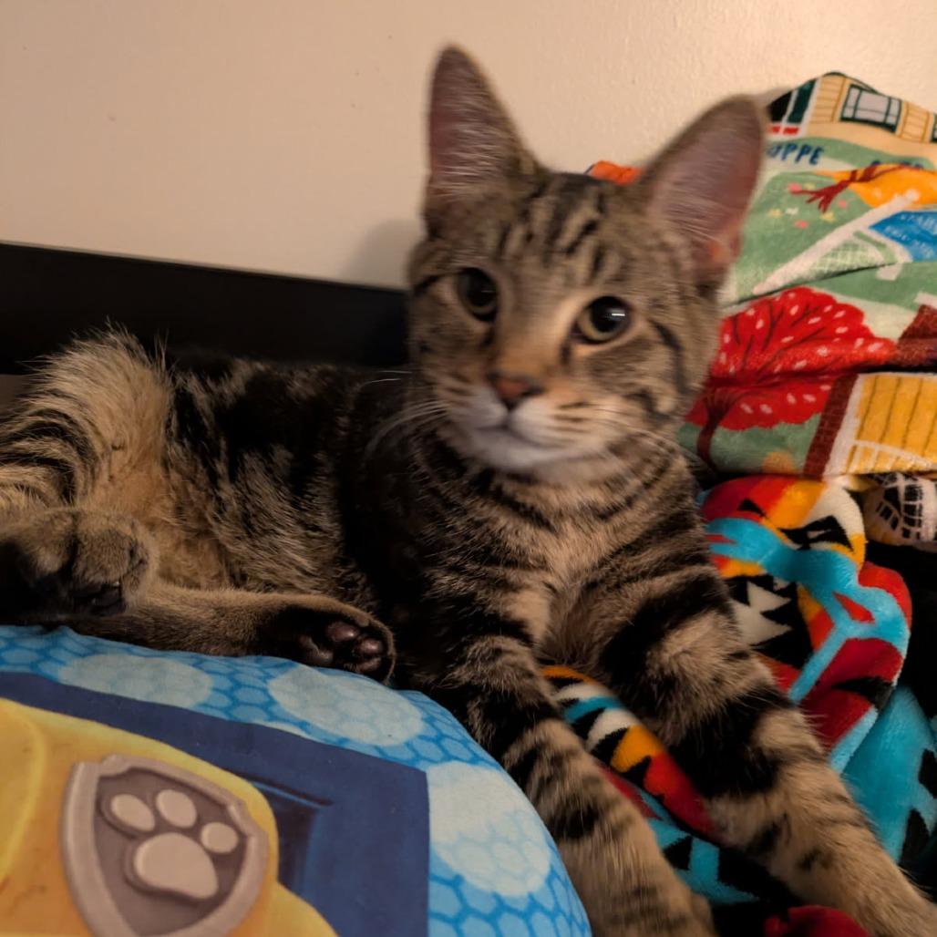 Jareth, a Adoptable Domestic Short Hair in Greenwood, MO image 3/4