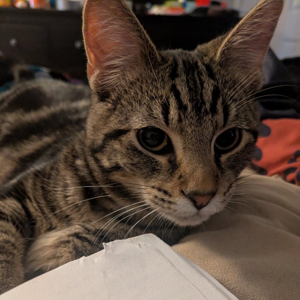 Jareth, a Adoptable Domestic Short Hair in Greenwood, MO image 4/4