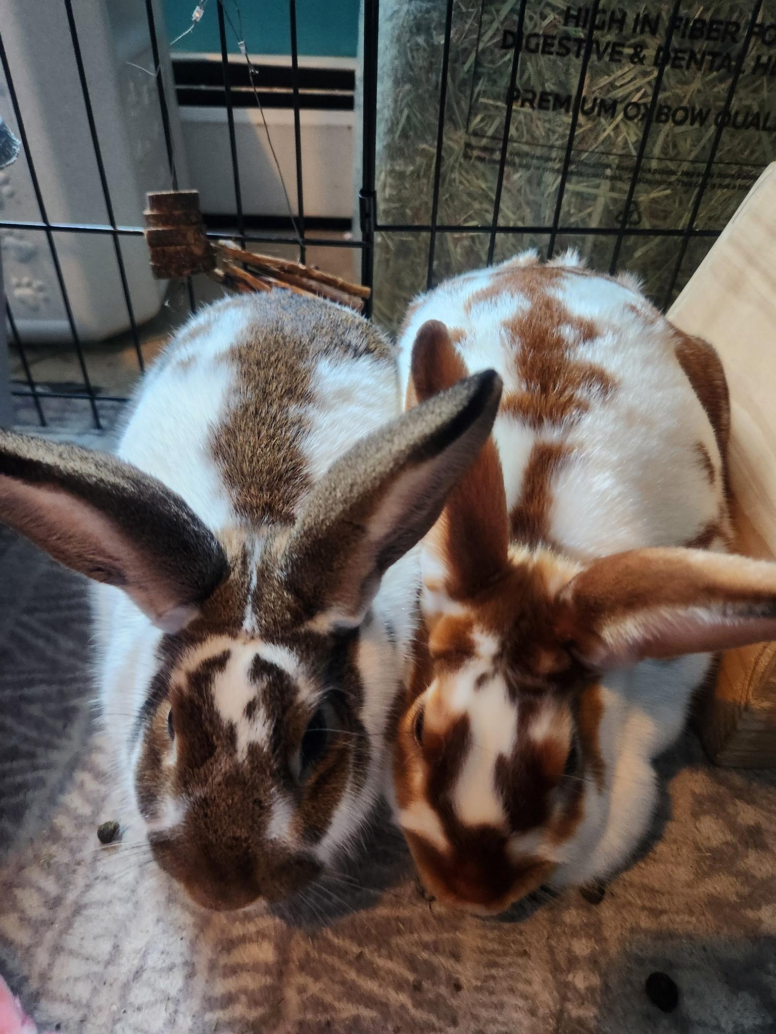 TERRY & SHERRY (ADULT BONDED/SPAYED FEMALES), a Adoptable mixed breed in Forest Hills, NY image 2/6