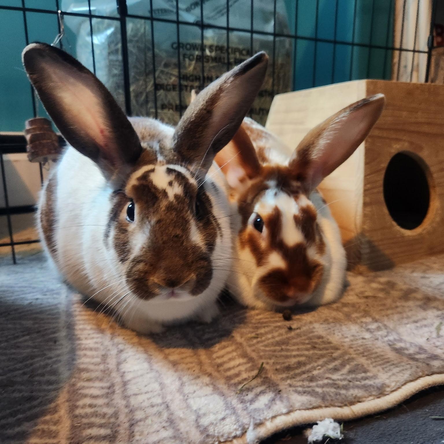 TERRY & SHERRY, a Adoptable mixed breed in Forest Hills, NY image 1/6