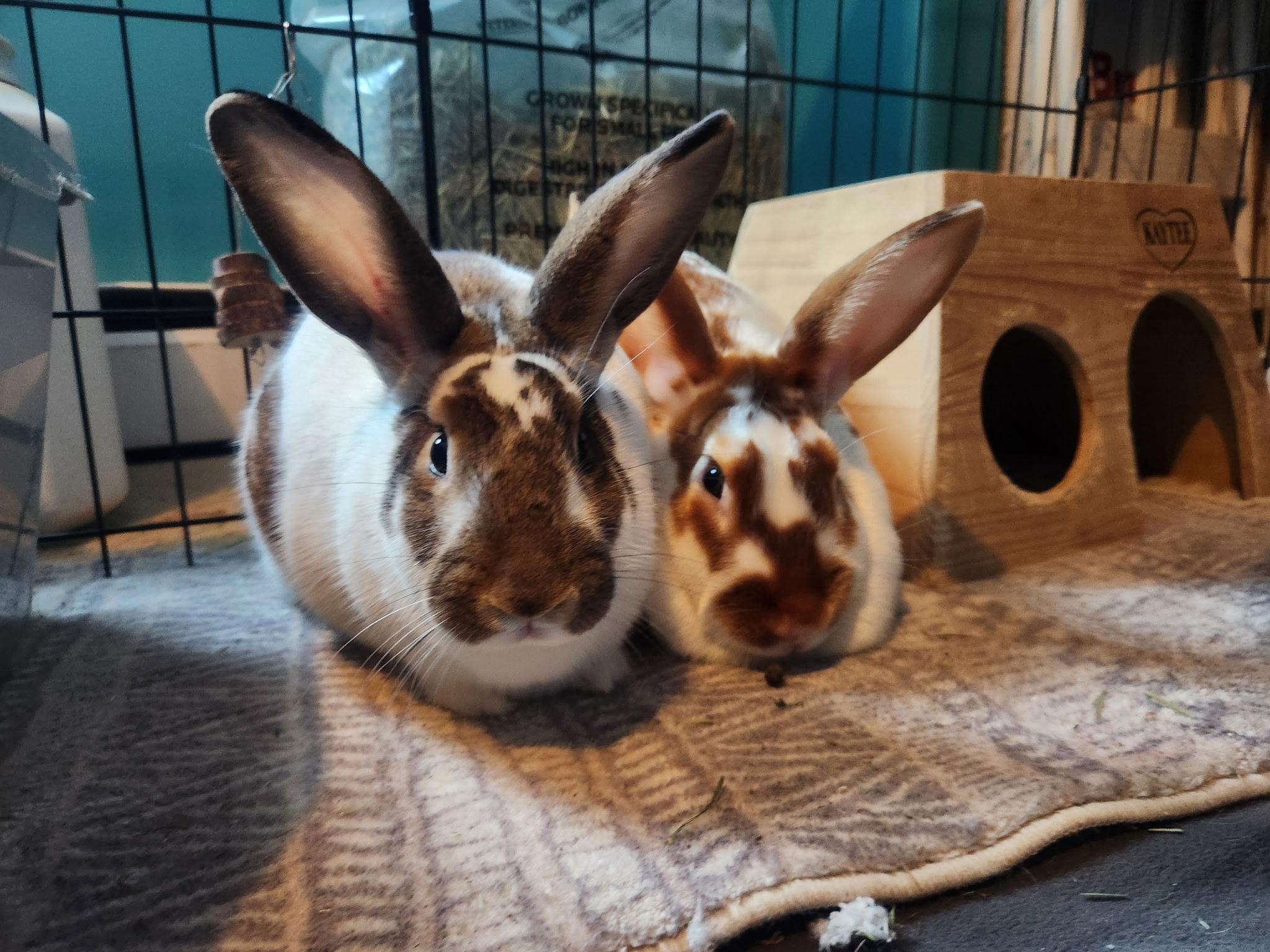 TERRY & SHERRY (ADULT BONDED/SPAYED FEMALES), a Adoptable mixed breed in Forest Hills, NY image 1/6