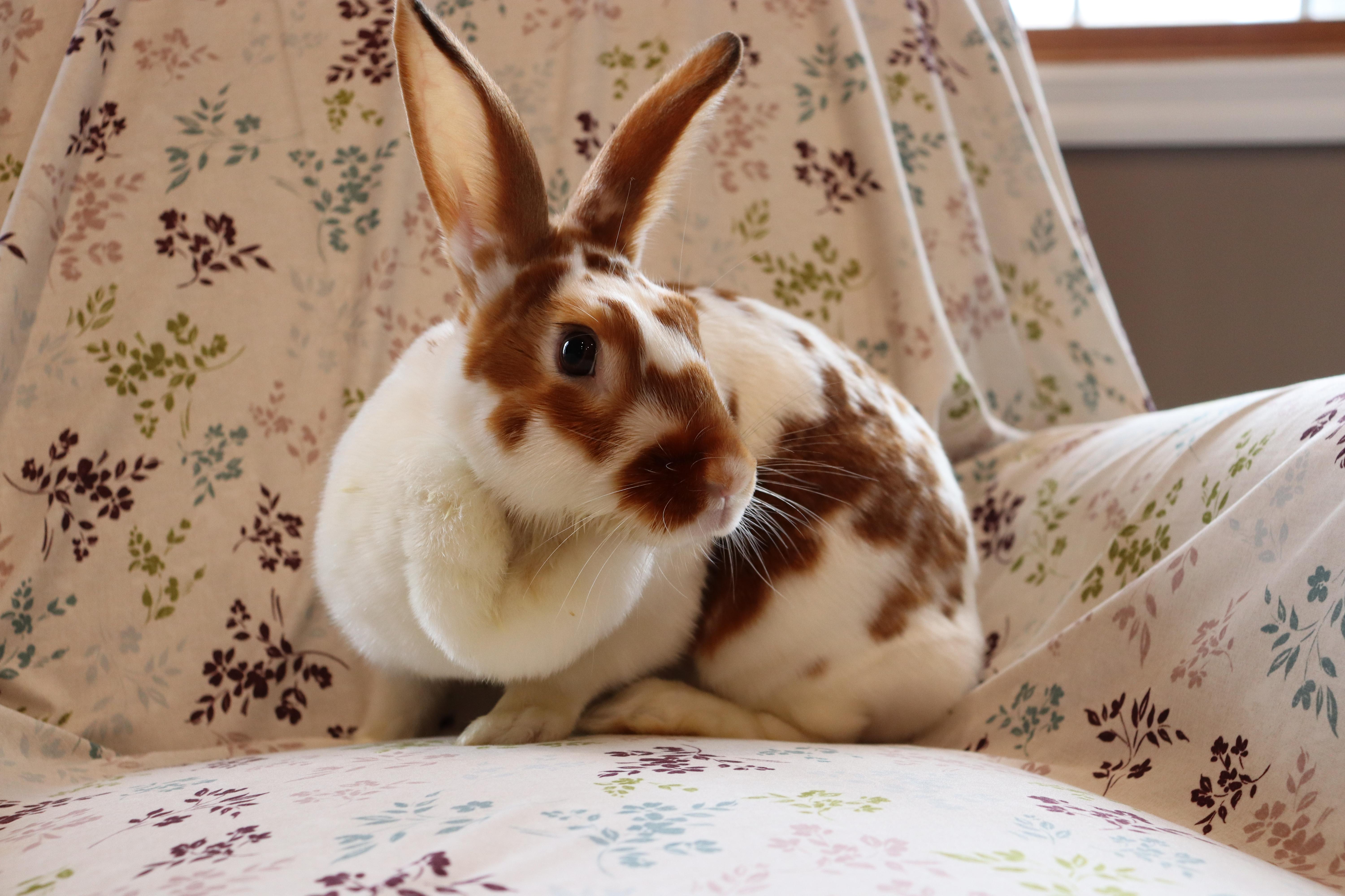 TERRY & SHERRY (ADULT BONDED/SPAYED FEMALES), a Adoptable mixed breed in Forest Hills, NY image 6/6