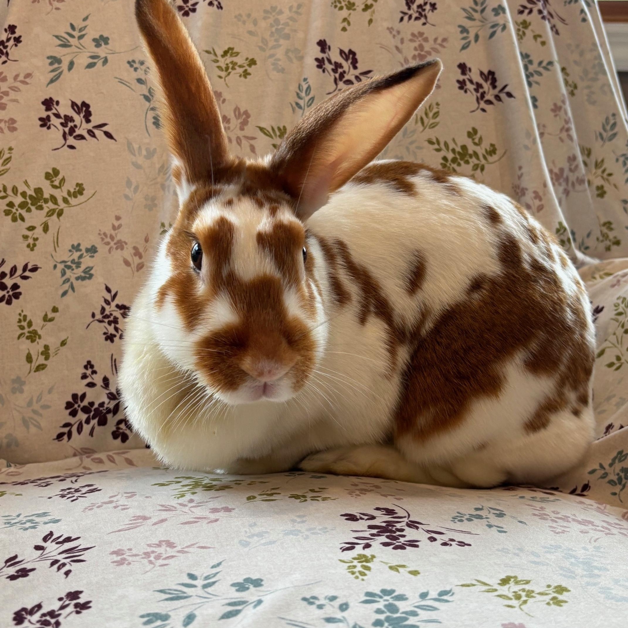 Terry & Sherry (bonded pair) photo 5