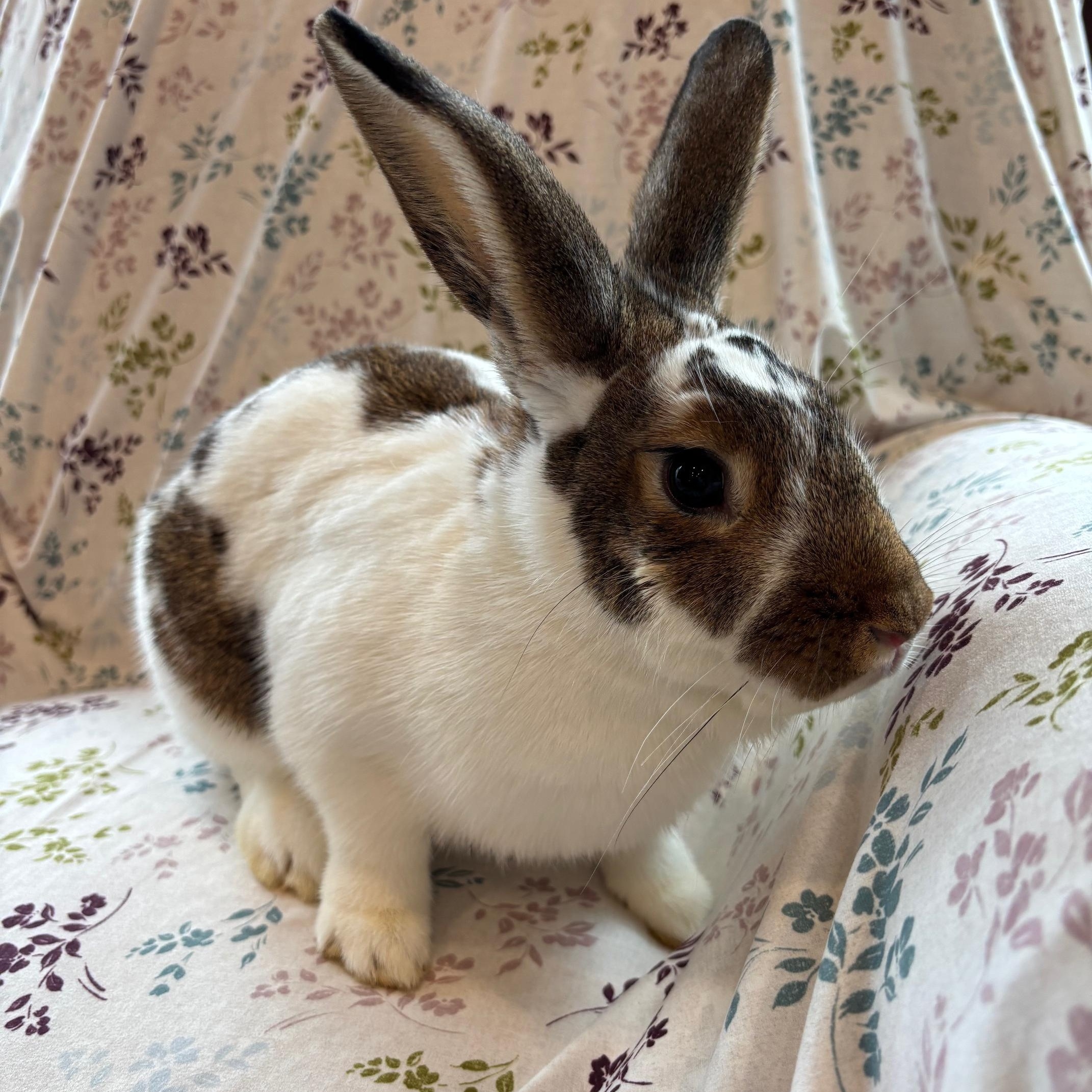 TERRY & SHERRY (ADULT BONDED/SPAYED FEMALES), a Adoptable mixed breed in Forest Hills, NY image 3/6