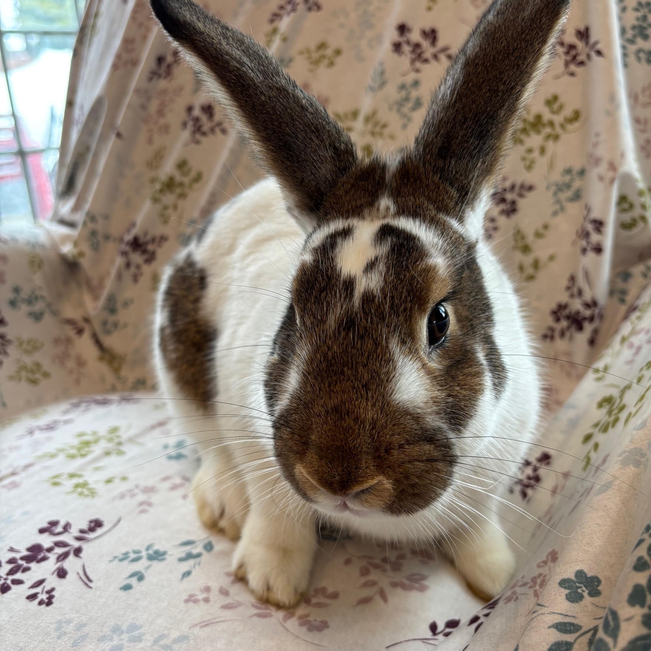 TERRY & SHERRY (ADULT BONDED/SPAYED FEMALES), a Adoptable mixed breed in Forest Hills, NY image 4/6