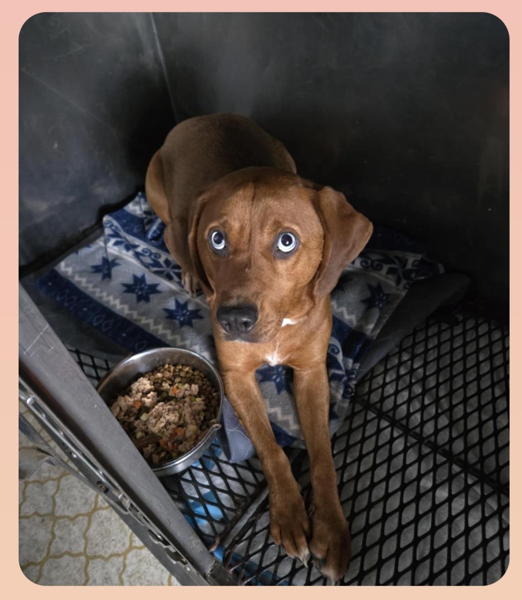 JERSEY, an adoptable Labrador Retriever, Husky in Harrison, MI, 48625 | Photo Image 3