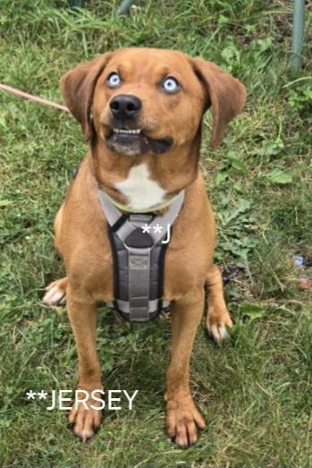 JERSEY, an adoptable Labrador Retriever, Husky in Harrison, MI, 48625 | Photo Image 1