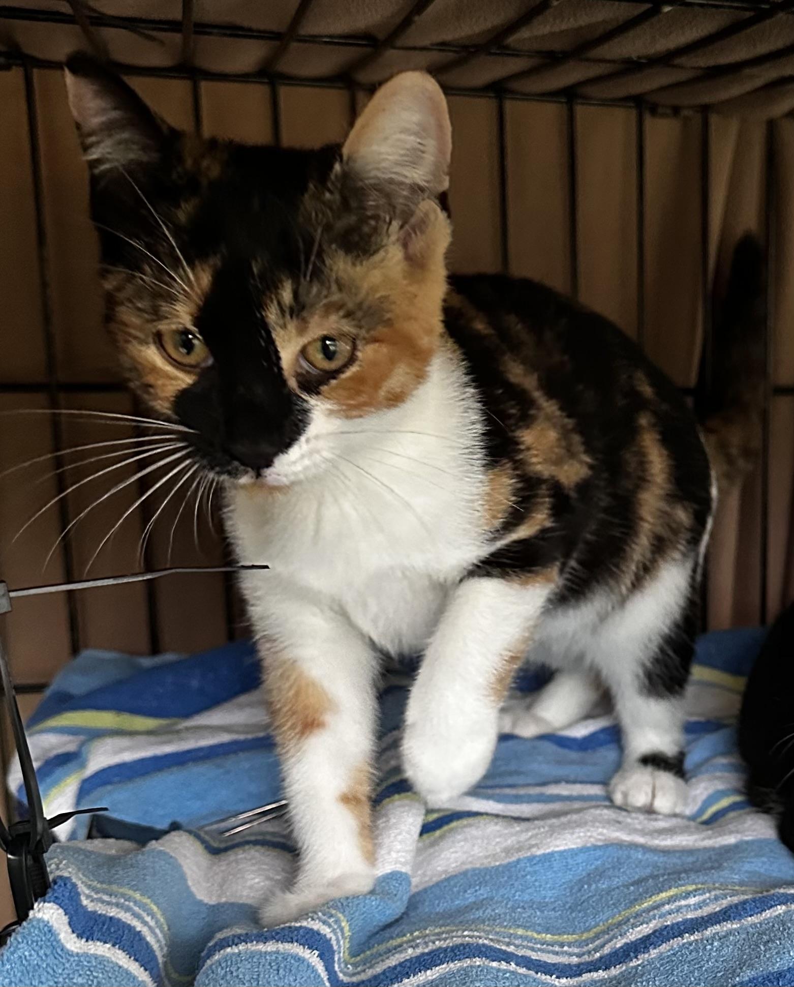 Enlarge Coconut , an adopted mixed breed in Lake Worth, FL image 2/3