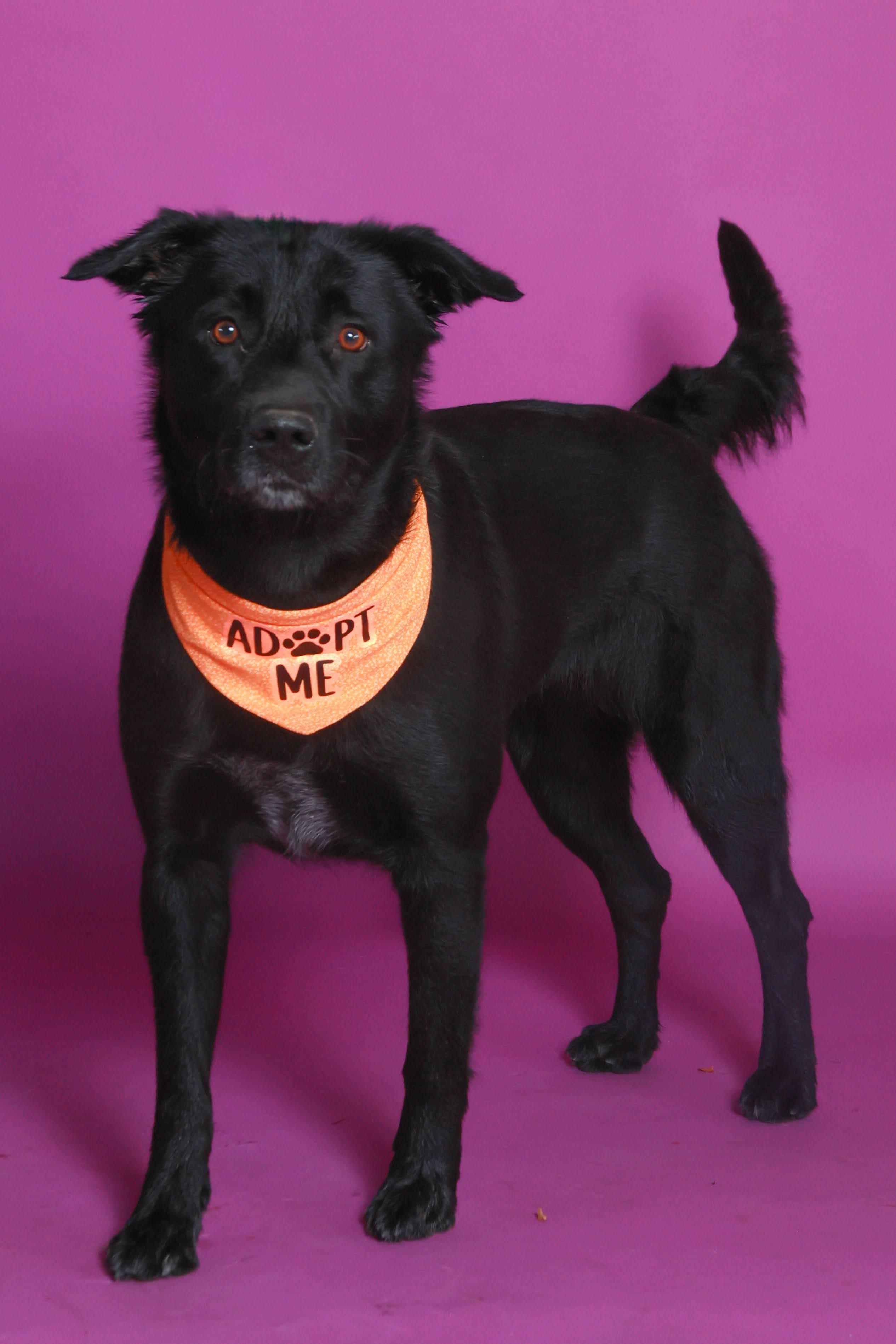 Misty (91952), ADOPTABLE, Adult Female Black Labrador Retriever.