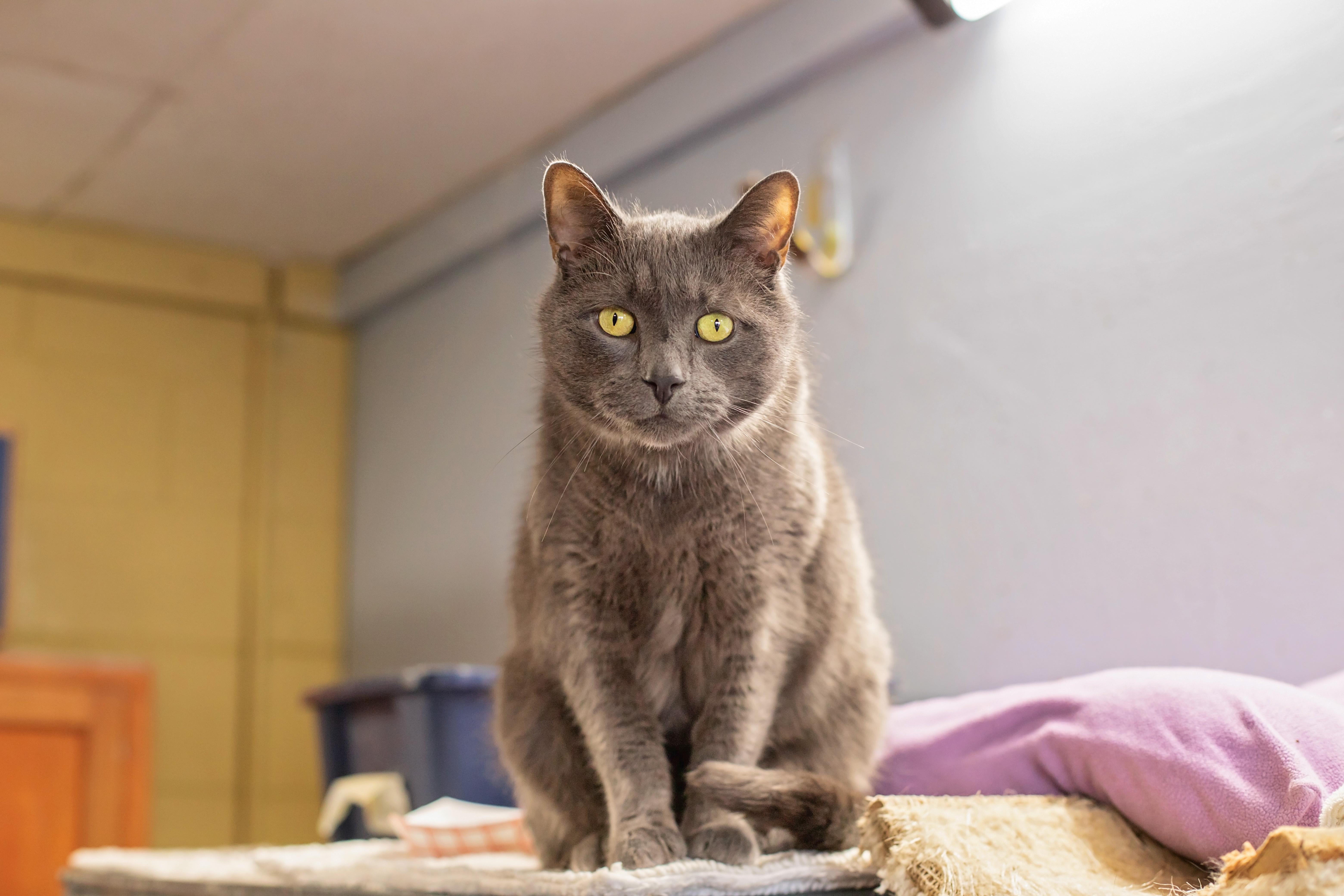 Ash, an adopted Domestic Short Hair in Landenberg, PA image 2/4