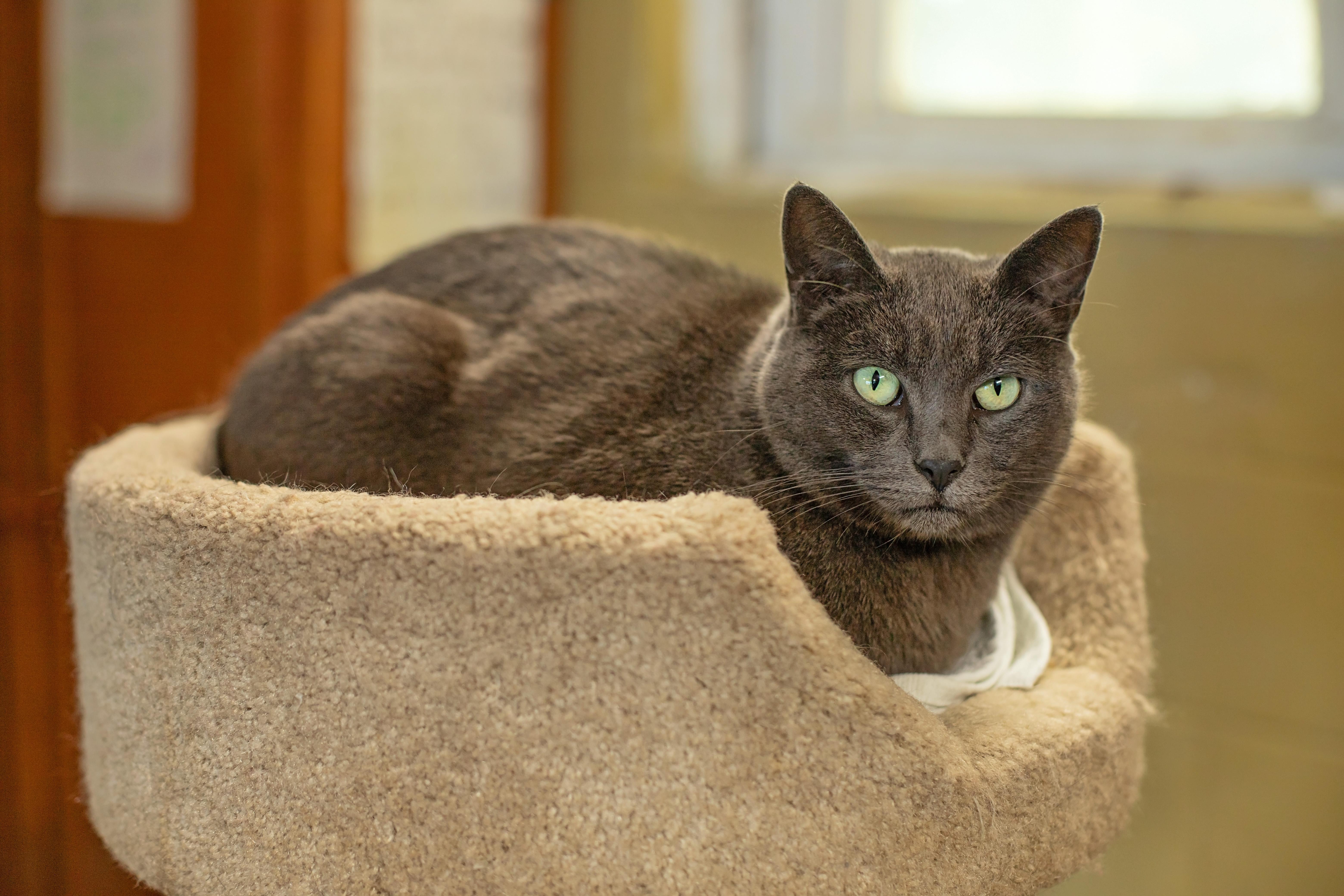 Ash, an adopted Domestic Short Hair in Landenberg, PA image 4/4