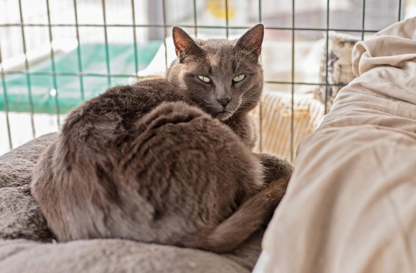 Ash, adopted, Adult Male Domestic Short Hair.