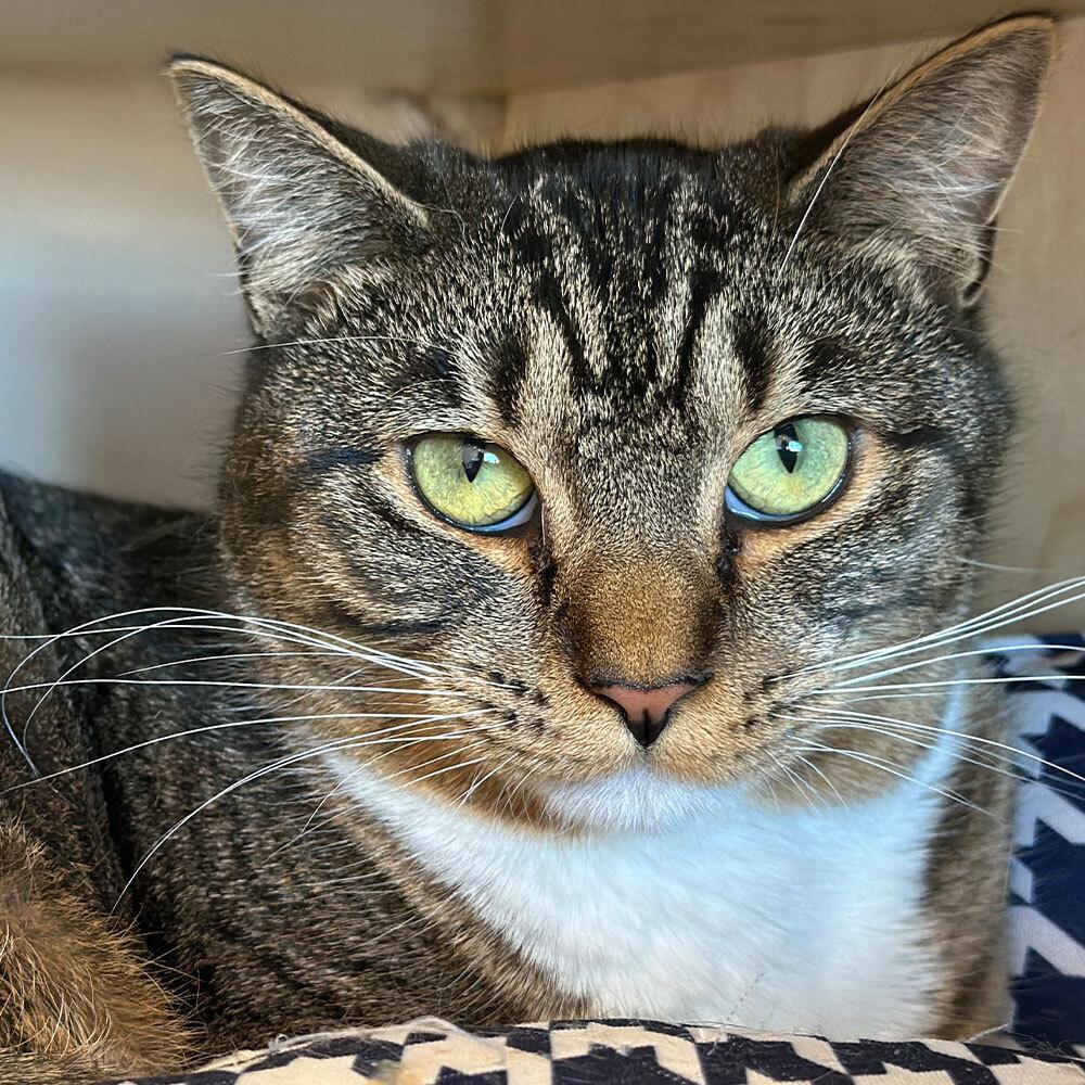 Enlarge Ricardo, a Adoptable Domestic Short Hair in Port Washington, NY image 1/1