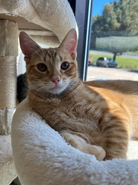Enlarge Hamish, a Adoptable mixed breed in Tyler, TX image 2/2