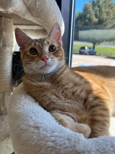 Hamish, Adoptable, Young Male Domestic Short Hair.