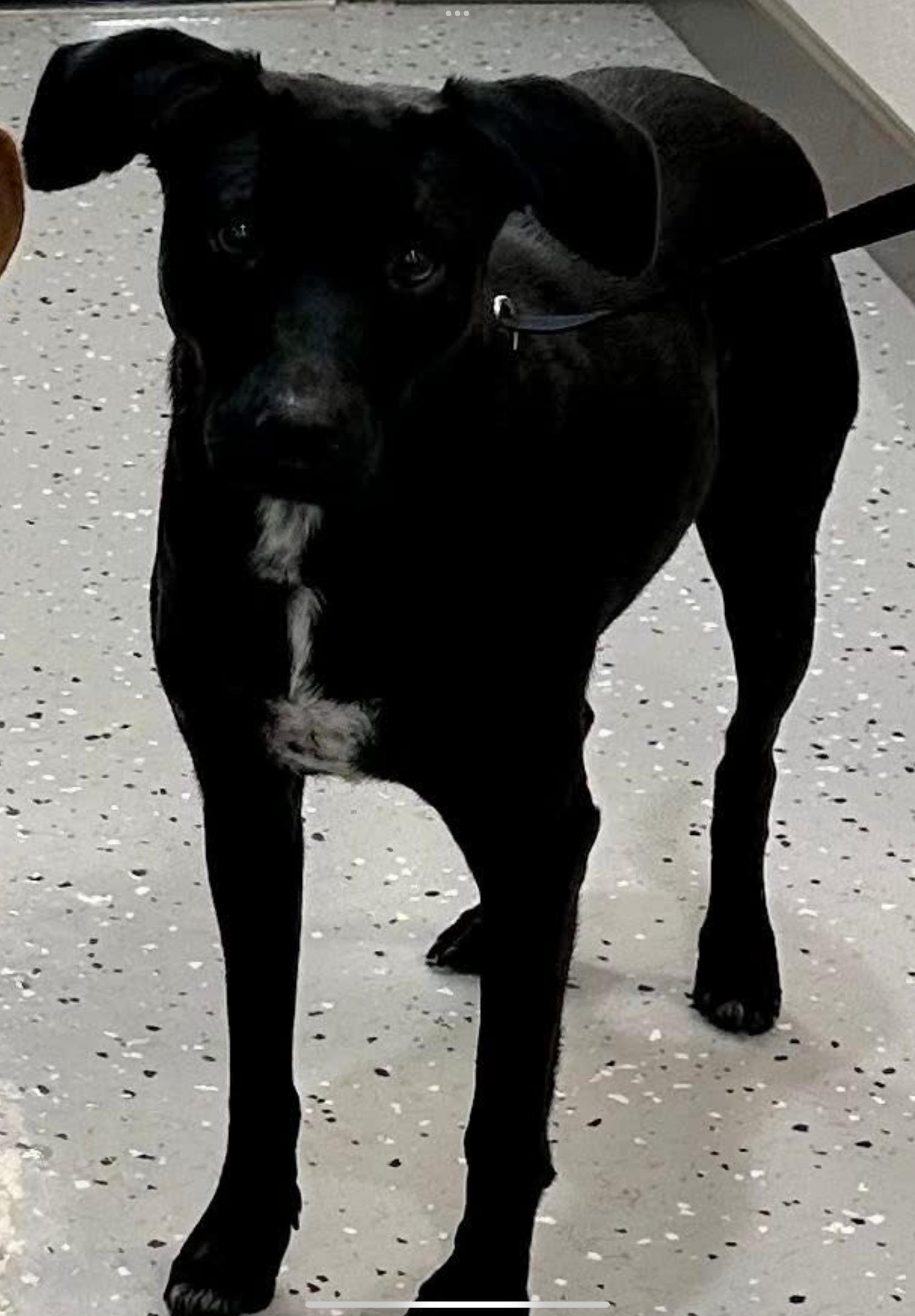 Dove, ADOPTABLE, Young Female Black Labrador Retriever.