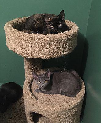 Michelle (Fred and Veronica), Adoptable, Adult Female Domestic Short Hair.