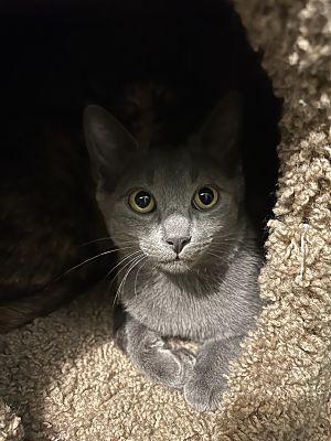 Enlarge Michelle (Fred and Veronica), a Adoptable Domestic Short Hair in Macedonia, OH image 2/3