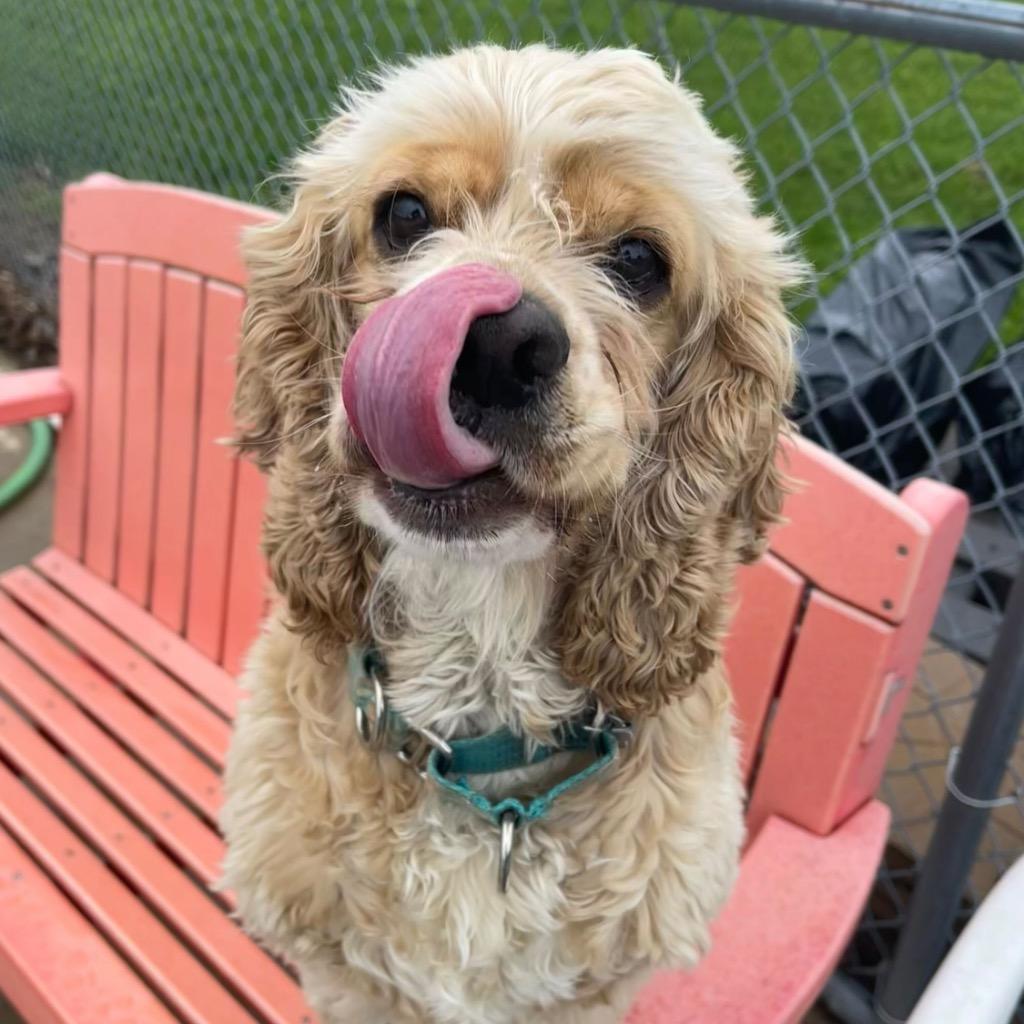 Enlarge Niko, a Adoptable Cocker Spaniel in State College, PA image 1/6