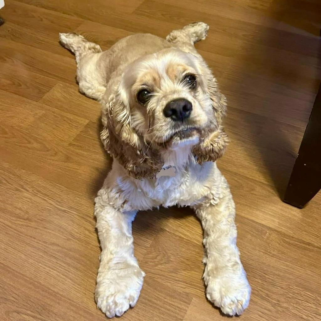 Enlarge Niko, a Adoptable Cocker Spaniel in State College, PA image 2/6