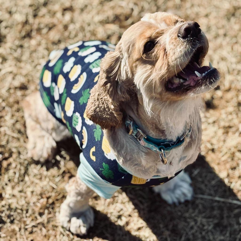 Enlarge Niko, a Adoptable Cocker Spaniel in State College, PA image 4/6