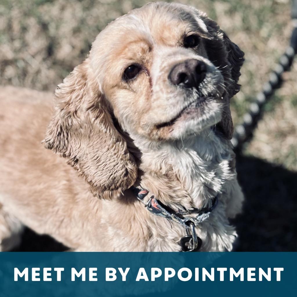 Enlarge Niko, a Adoptable Cocker Spaniel in State College, PA image 3/6