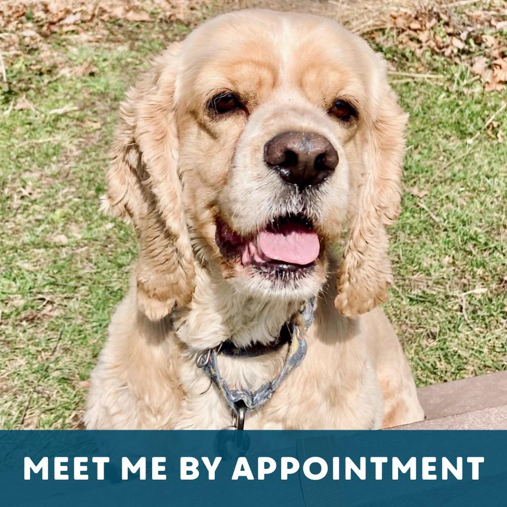 Enlarge Niko, a Adoptable Cocker Spaniel in State College, PA image 3/6