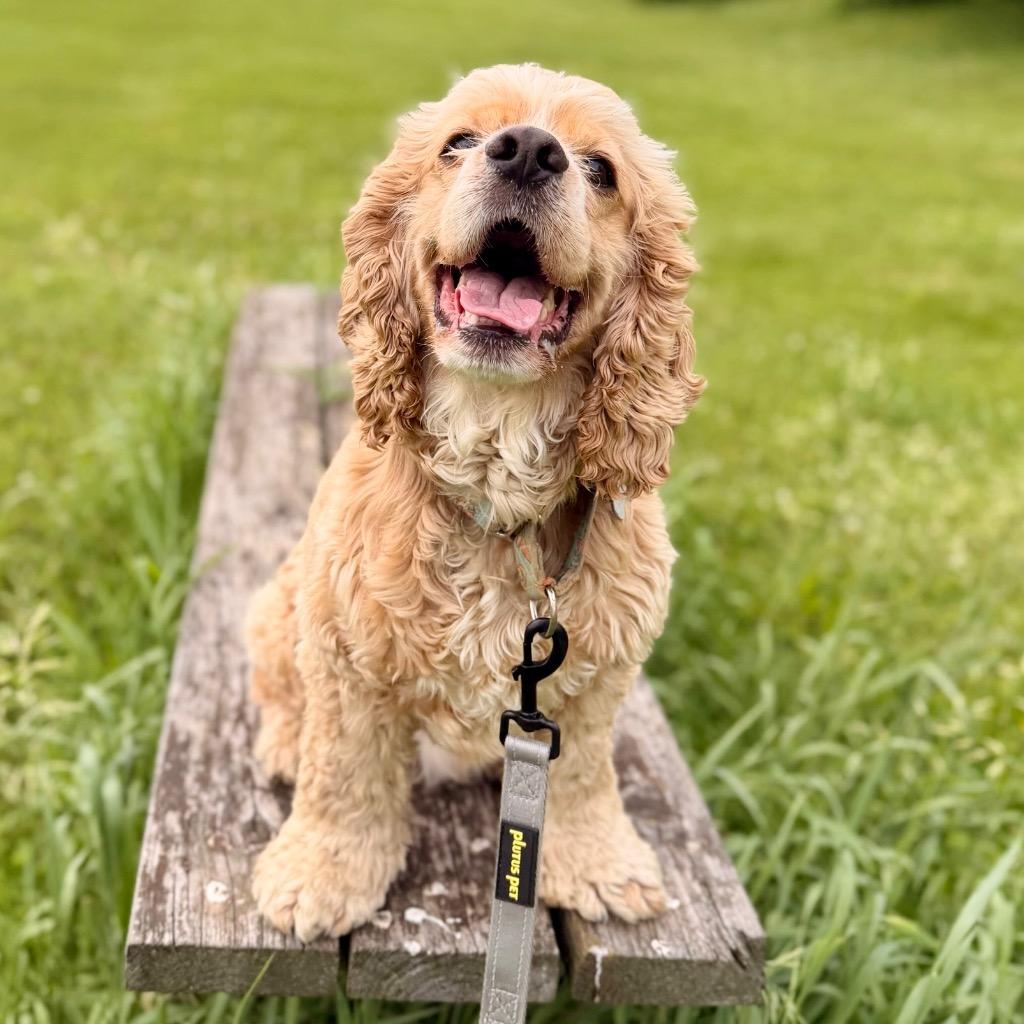 Enlarge Niko, a Adoptable Cocker Spaniel in State College, PA image 3/6