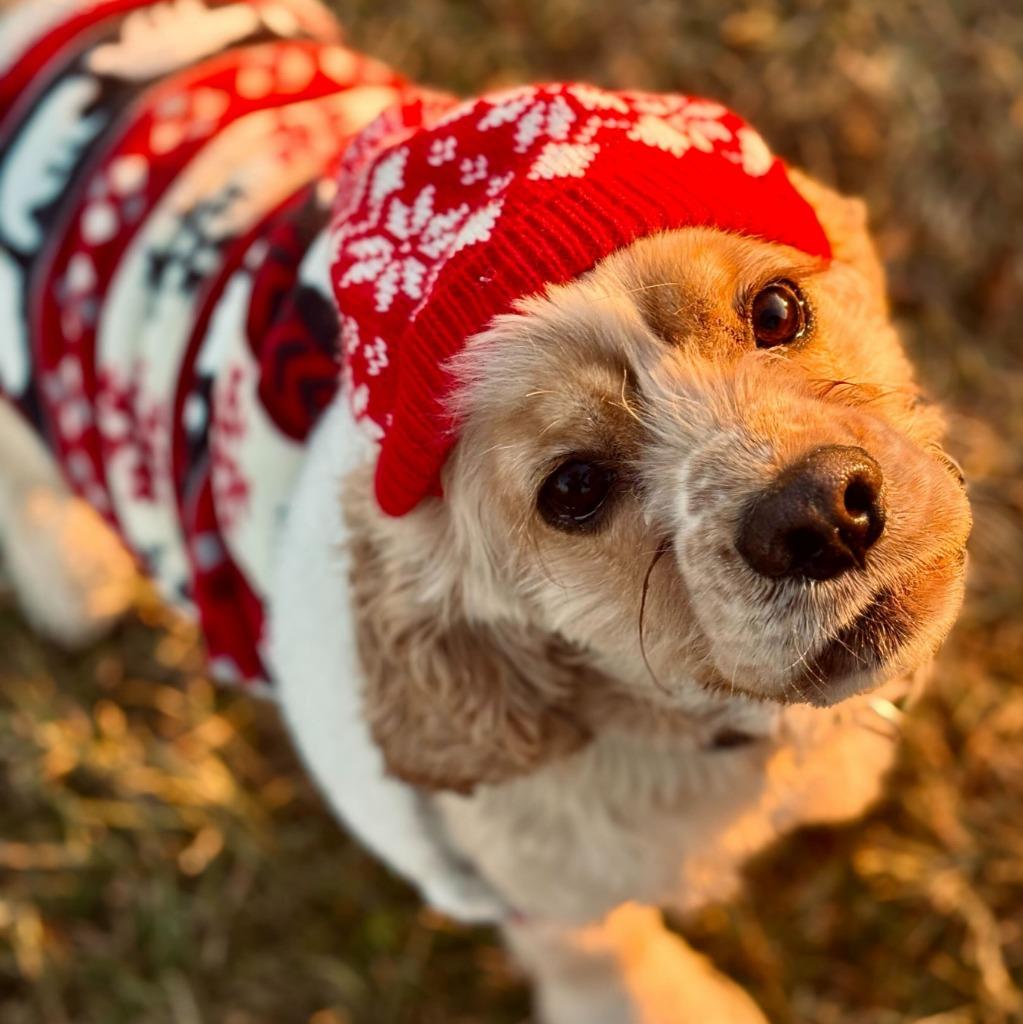 Enlarge Niko, a Adoptable Cocker Spaniel in State College, PA image 3/6