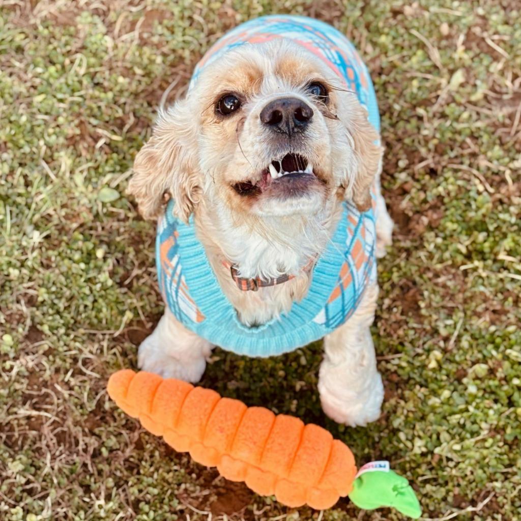 Enlarge Niko, a Adoptable Cocker Spaniel in State College, PA image 4/6