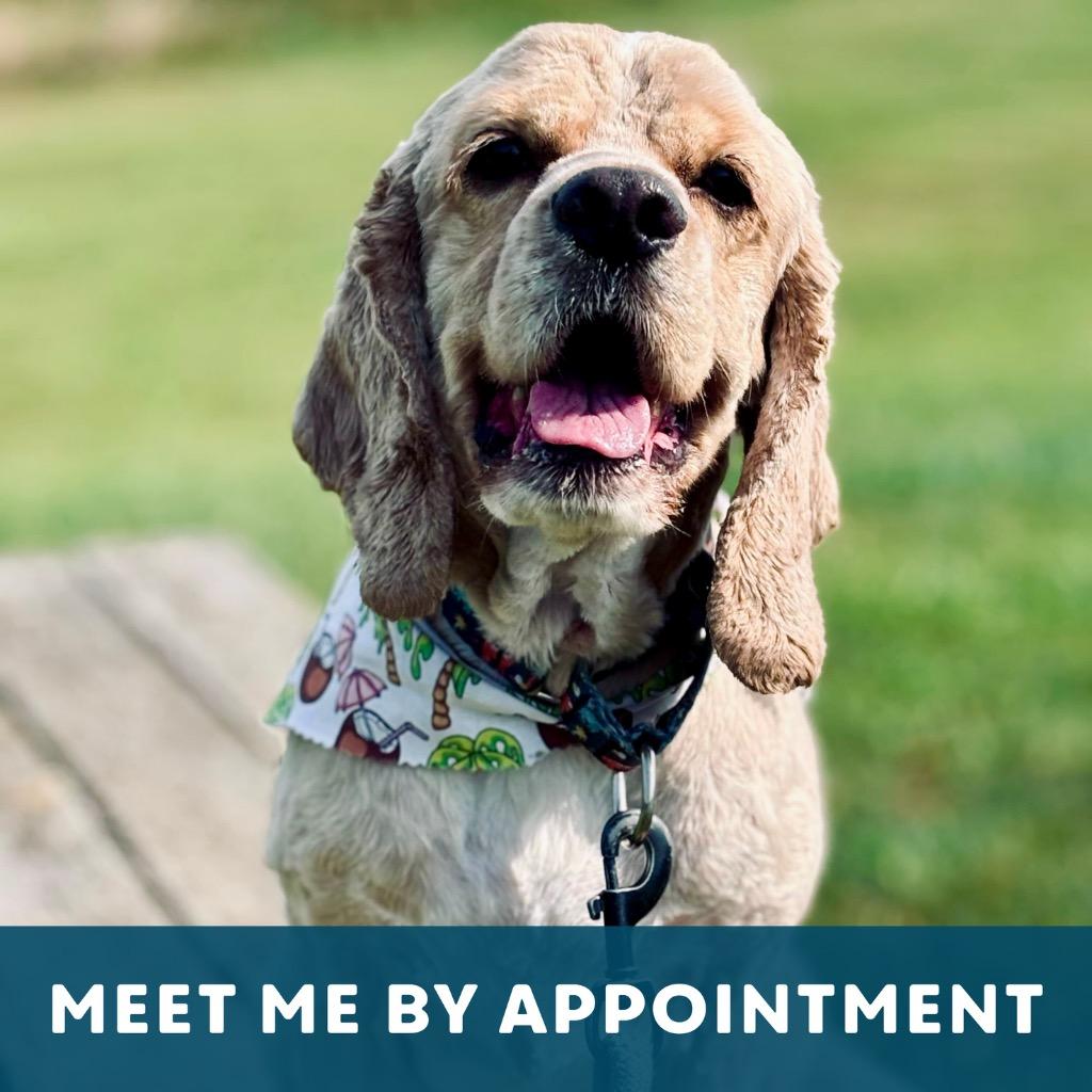Enlarge Niko, a Adoptable Cocker Spaniel in State College, PA image 6/6