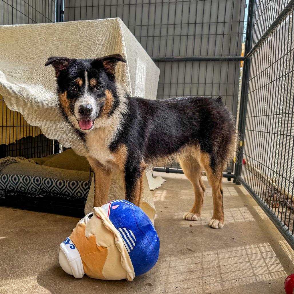 Enlarge Chance, a Adoptable mixed breed in Bentonville, AR image 1/5