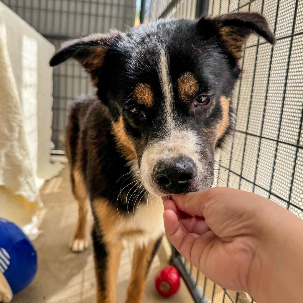 Enlarge Chance, a Adoptable mixed breed in Bentonville, AR image 2/5