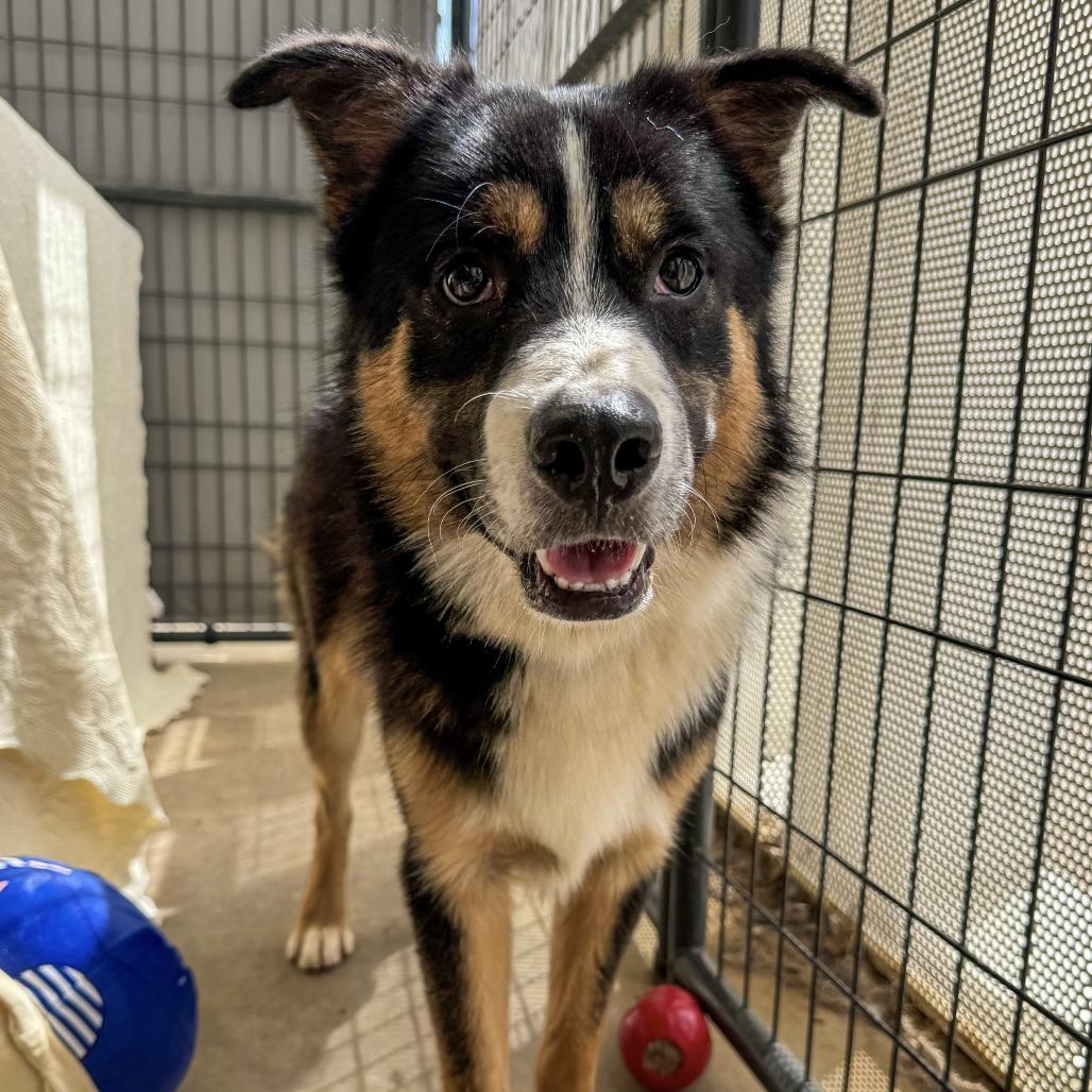Enlarge Chance, a Adoptable mixed breed in Bentonville, AR image 3/5