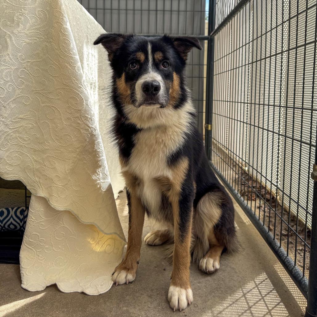 Enlarge Chance, a Adoptable mixed breed in Bentonville, AR image 4/5