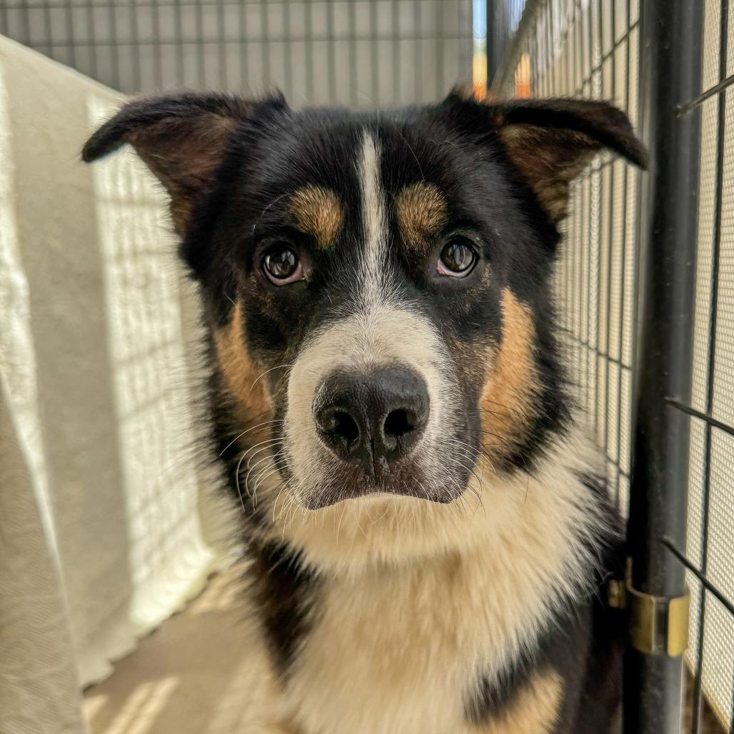 Enlarge Chance, a Adoptable mixed breed in Bentonville, AR image 5/5