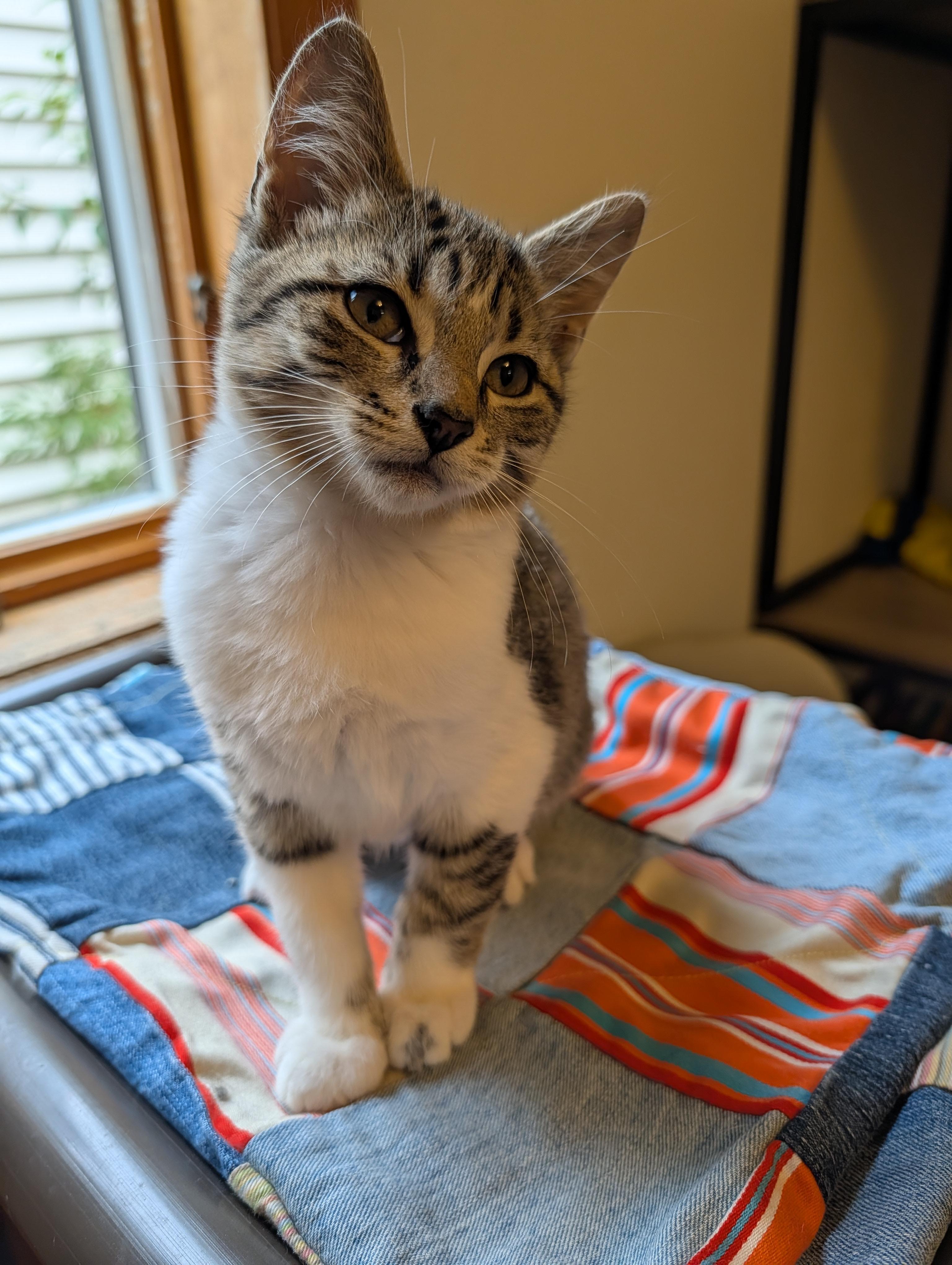 Enlarge Pip, a Adoptable Domestic Short Hair in Manistique, MI image 1/2