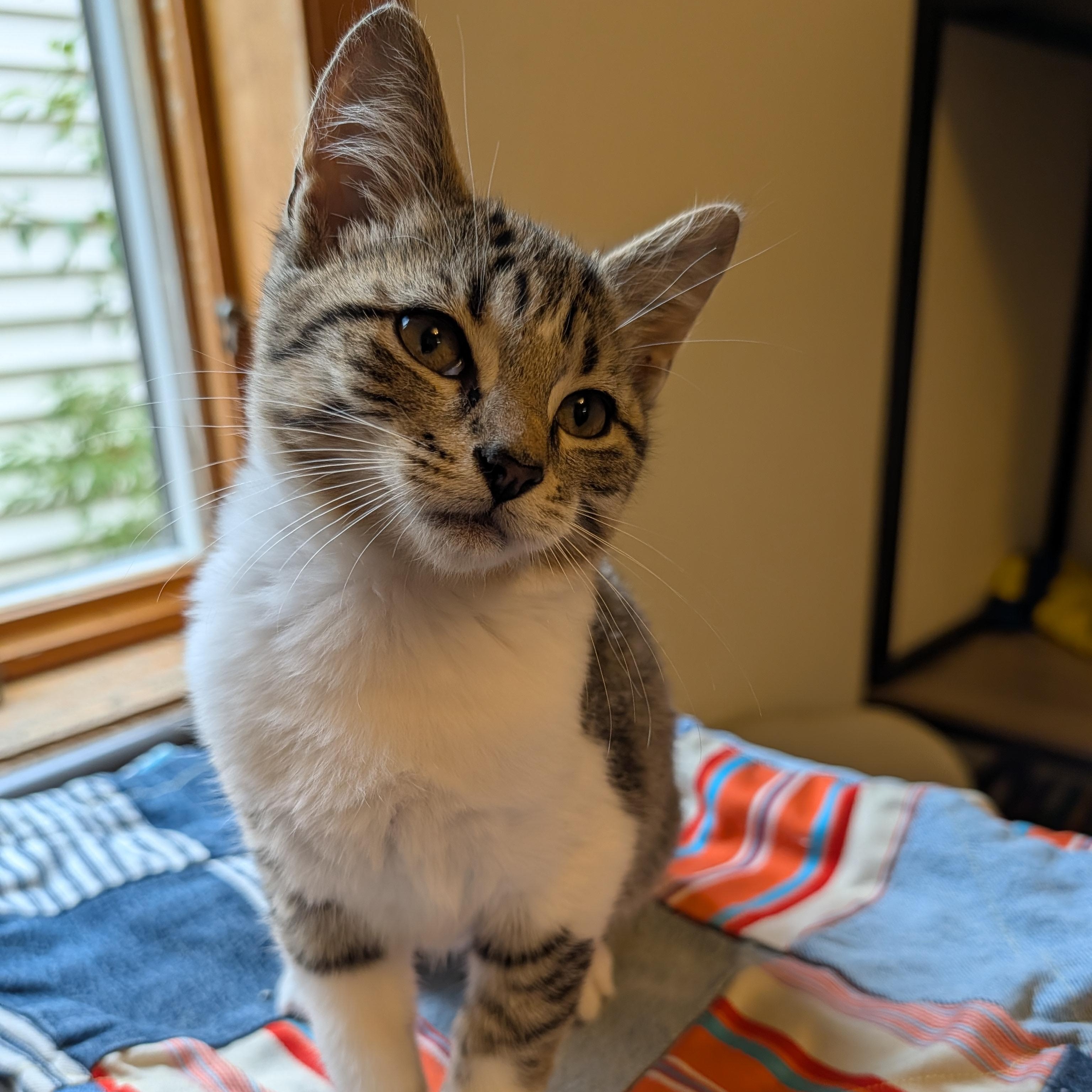 Pip, Adoptable, Kitten Male Domestic Short Hair.
