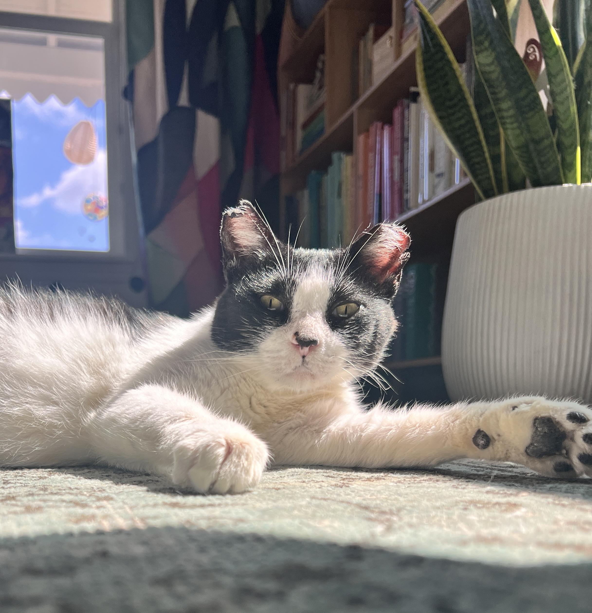 Enlarge Mabel, a Adoptable mixed breed in Brattleboro, VT image 6/6