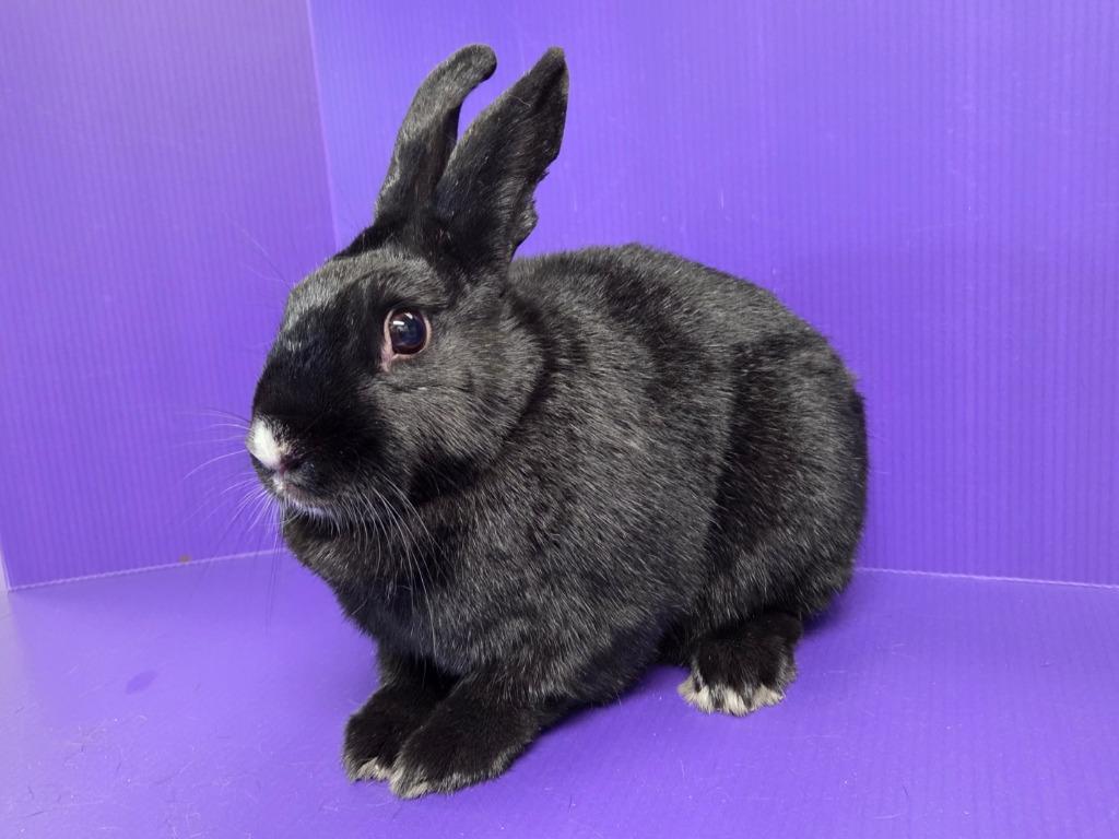 Lorelei, Adoptable, Young Female Bunny Rabbit.