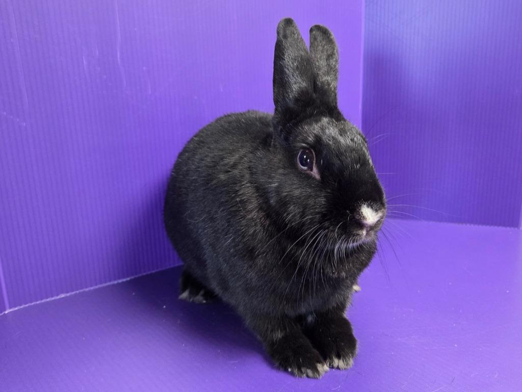 Lorelei, a Adoptable mixed breed in Lewisville, TX image 2/3