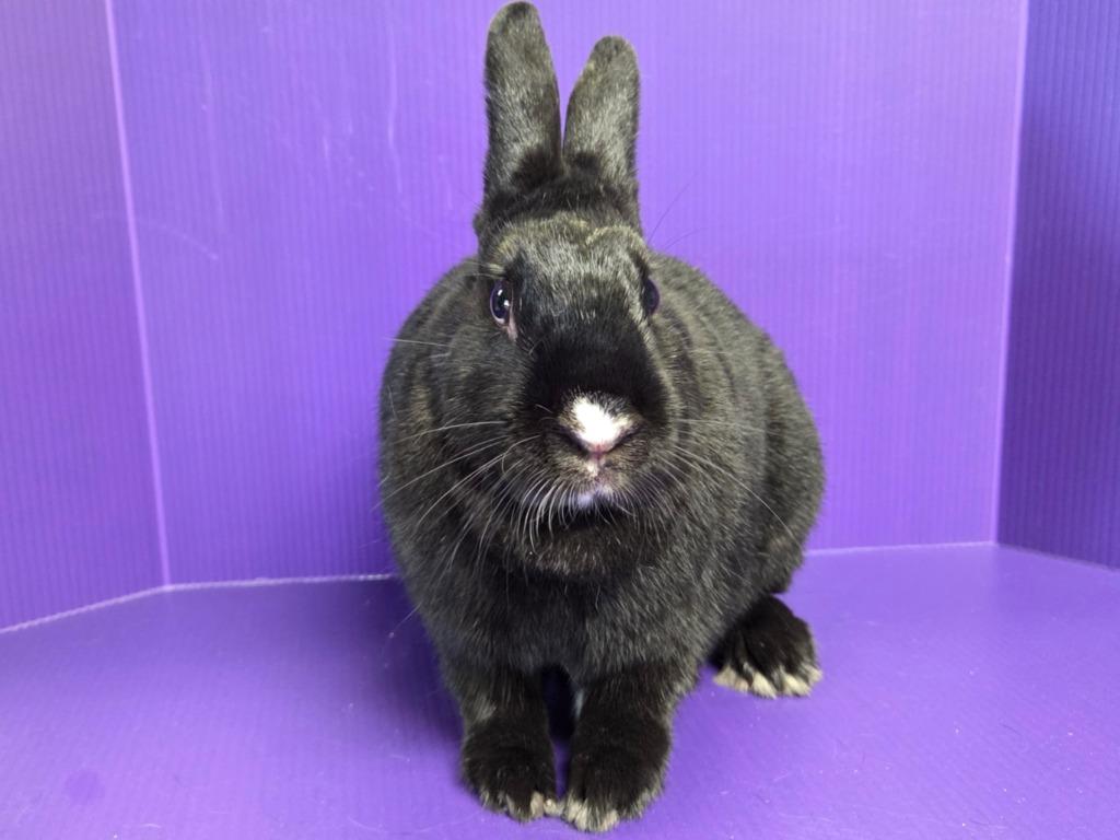 Lorelei, a Adoptable mixed breed in Lewisville, TX image 3/3